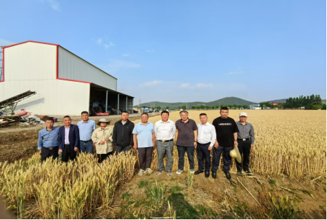 徐州噸半糧攻關小麥示范產量取得突破559.png