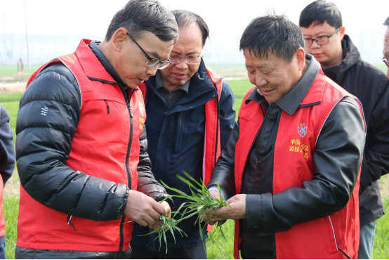 徐州市科協現代農業領域學會聯合體開展小麥春管科技志愿服務1488.png